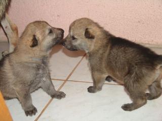 Tschechoslwakischer Wolfshund