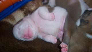 Englisch Bulldog Welpen, aus seriöser Liebhaberzucht