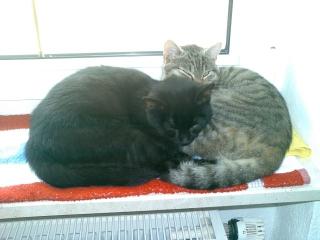 2 Katzen Geschwister Sie sterilisiert abzugeben