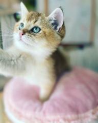 BKH Kitten in Gold mit Stammbaum Abholbereit