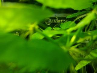 Endler guppys Poecilia wingei und Tigerendler Nachwuchs.