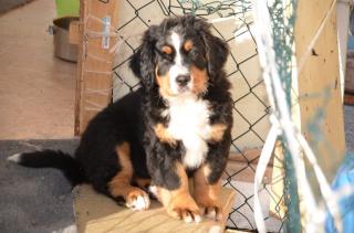 Berner Sennen Welpe Rüde
