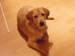 BLONDER LABRADORWELPE SUCHT LIEBEVOLLES ZUHAUSE