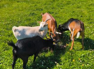 Ziegen / Zwergziegen