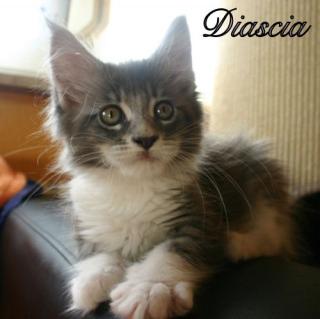Süßes Maine Coon Mädel abzugeben ab Ende Oktober