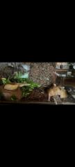 Python lavender Albino mit Terrarium