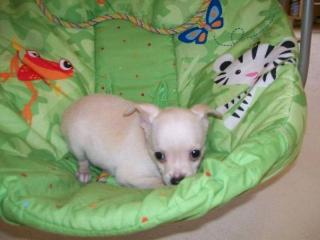 Kurzhaar Mini Chihuahua Hündin