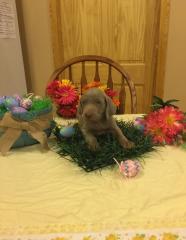 Alle unsere Weimaraners