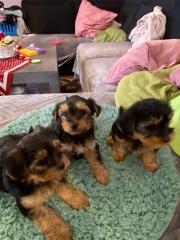 Yorkshire Terrier Welpen suchen ein liebevolles zu Hause