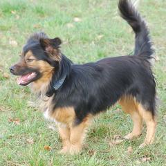 Mischlingshund Alfi sucht ein Zuhause