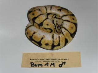 Königspython / Python Regius / Ball Python
