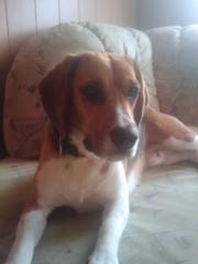 Beagle - in liebevolle Hände zu geben
