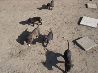 Verkaufe Cane Corso Welpen
