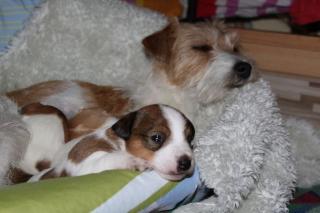 Wir haben Welpen Parson Russell Terrier ohne Papiere