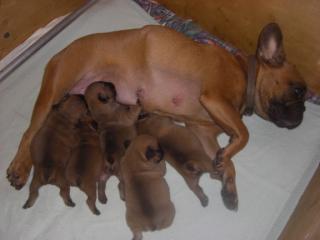 Französische Bulldogge