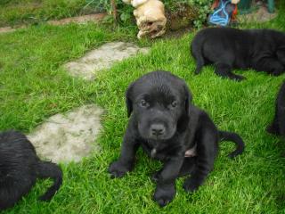 Mega-süße schwarze Labrador Mischlingswelpen