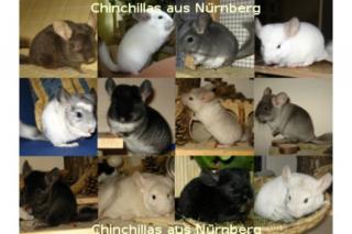 Chinchilla Jungtiere in versch. Farben