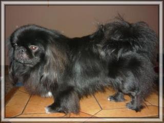 Pekinese, pekingese, deckrüde