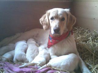 Golden retriever welpen