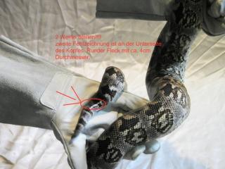Acrantophis dumerili - Südliche Madagaskarboa