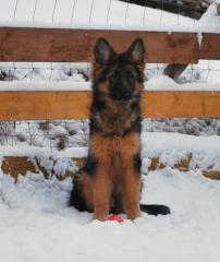 Langhaarschäferhundewelpen suchen ein neues zu Hause