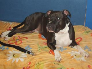 Am Staff pit bull mix