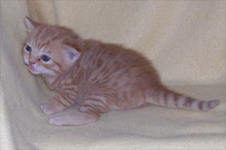2 süße BKH-Kater in red tabby spotted und red ticked tabby