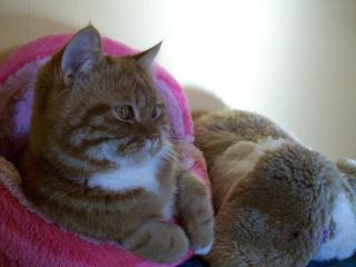 Perser Deckkater mit Nase