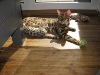 Reinrassige Bengalkitten. Auszug bereit