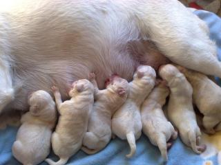 DIE SIEBEN WUNDERBAREN REINRASSIGEN LABRADOR WELPEN