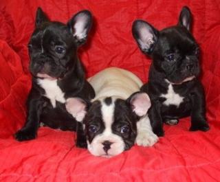 Französische Bulldogge Welpen 8 Wochen 330Euro