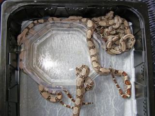 Boa Heterozygot 66 für Albino abzugeben