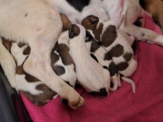 Jack Russel Terrier Welpen