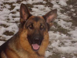 Deutscher Schäferhund 3, 5 Jahre