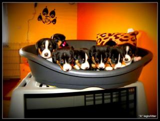 Entlebucher sennenhund welpen-FCI pedigree PRA-A x PRA-A