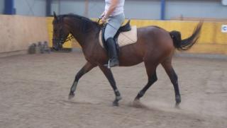 Biete Reitpartnerschaft in Kölln-Reisik bei Elmshorn