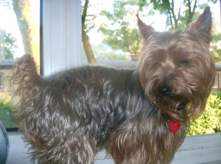 Mittelgrosse yorky dame zum decken ges. in nrw