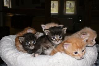 Maine Coon Kitten zu verkaufen