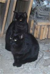 Katzen aus dem Tierschutz suchen neues Zuhause