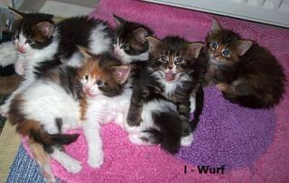 Maine Coon Babys sind auf der Suche .