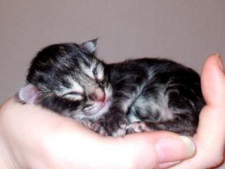 Norwegische Waldkatzen Kitten in smoke und silber zu vergeben