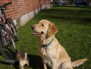 Wunderschöne goldenretriever-labrador hündin