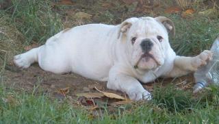 Englische Bulldogge Welpen sind von Züchter zum verkaufen