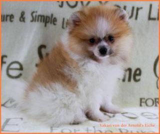 Teacup Pomeranianwelpen orangegescheckt