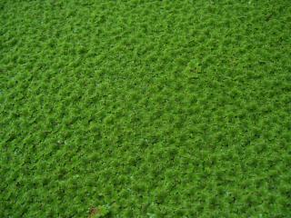 Biete seltenes Feenmoos Azolla f.