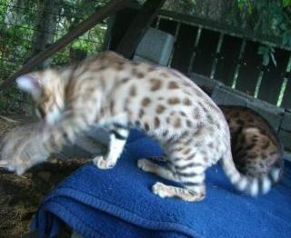 Traumhafter bengalkater für seriöse Zucht