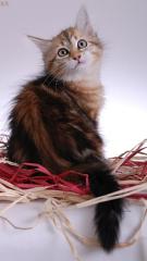 Reinrassige Sibirerbabys suche ein Zuhause