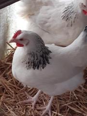 Königsberger, Rhodeländer, blau Sperber, Wyandotten, Italiener Hühner Nachzüchtu