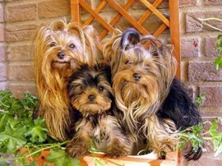 Yorkshire Terrier Welpe Ahnentafel
