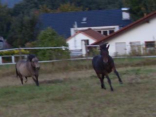 Mehrere Pferde und Ponys suchen ein liebevolles zuhause